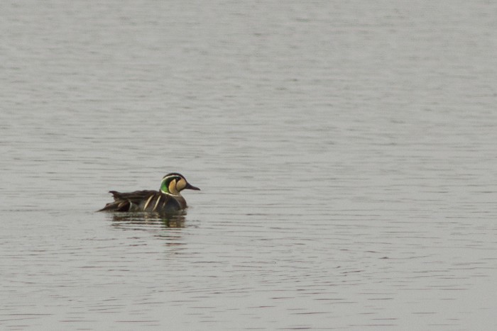 Baikal Teal