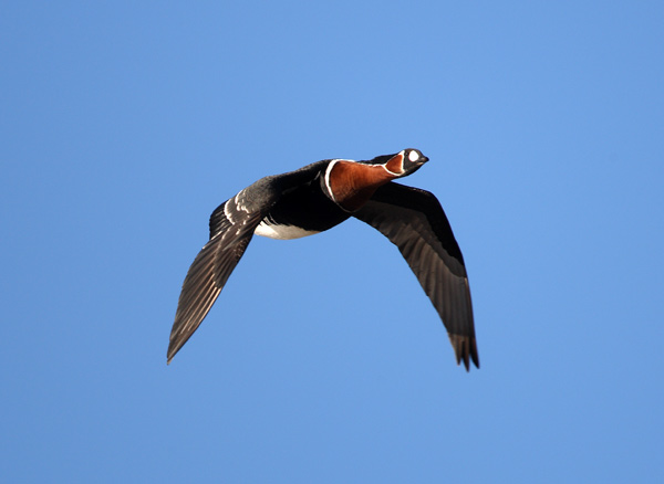 Red-breasted Goose