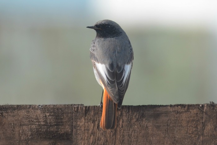 Black Redstart