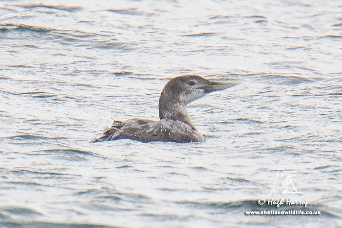 White-billed Diver