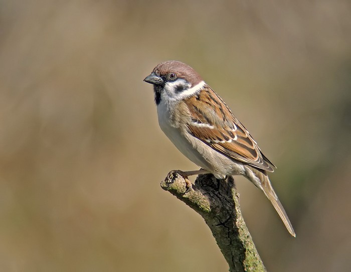 Tree Sparrow
