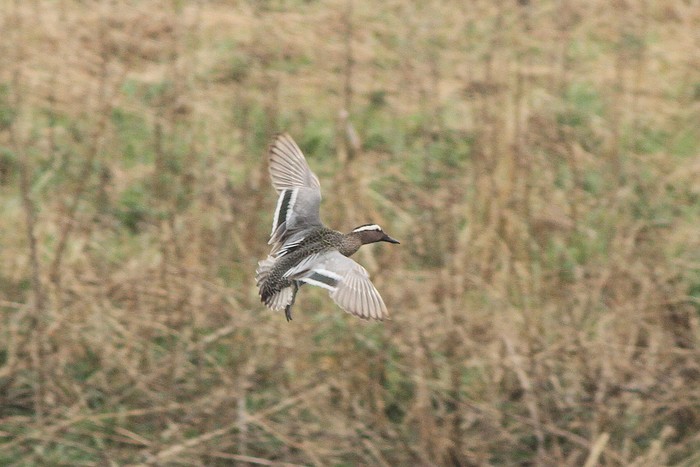 Garganey