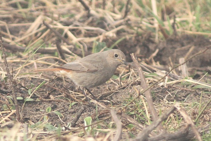 Black Redstart