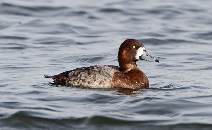 Scaup