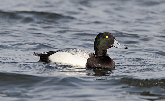 Scaup