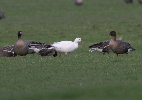 Ross's Goose