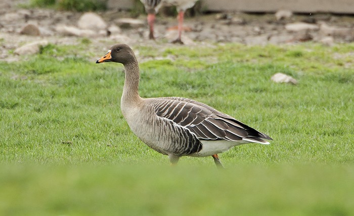 Taiga Bean Goose