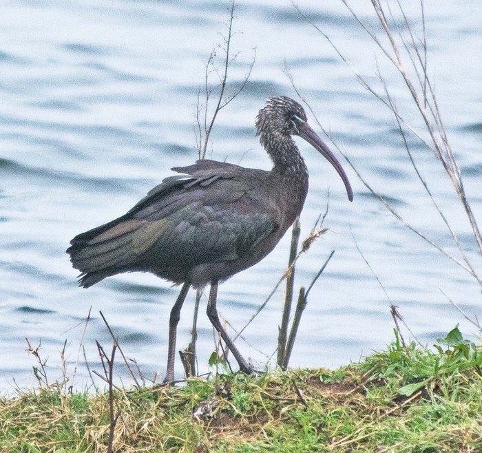 Glossy Ibis