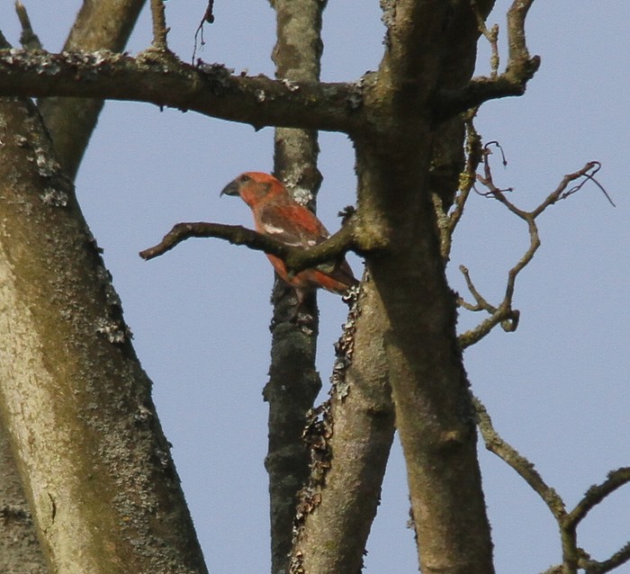 Two-barred Crossbill