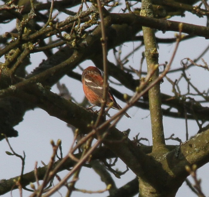 Two-barred Crossbill