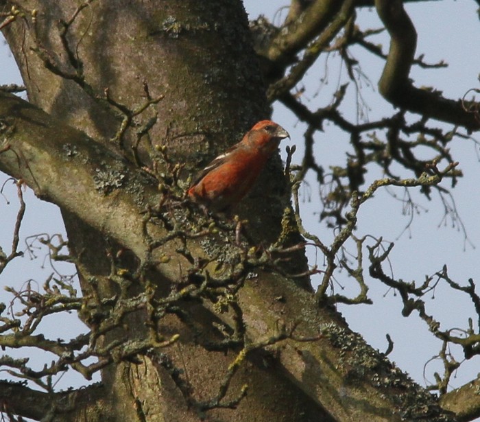 Two-barred Crossbill