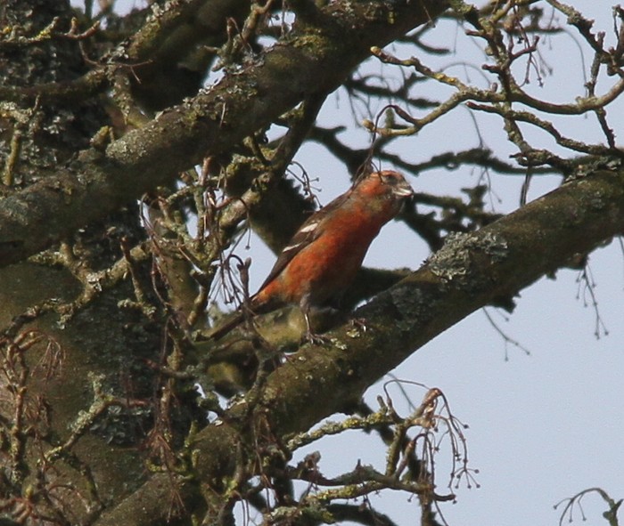 Two-barred Crossbill