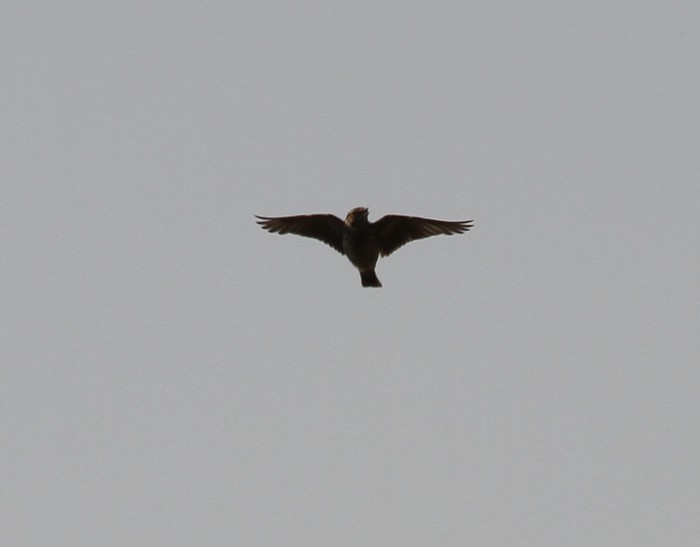 Woodlark