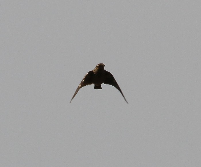 Woodlark