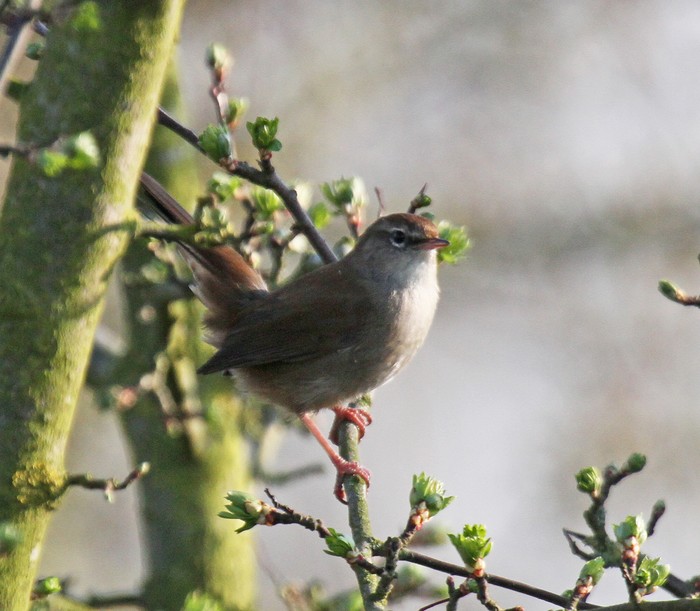 Cetti's Warbler
