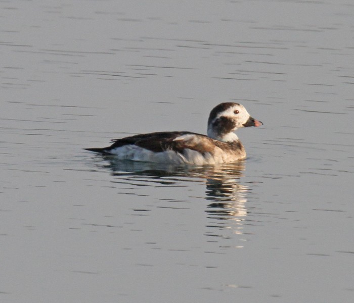 Long-tailed Duck