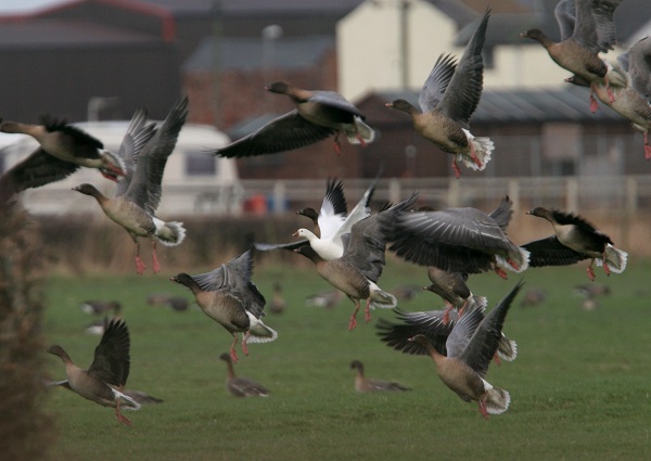Ross's Goose