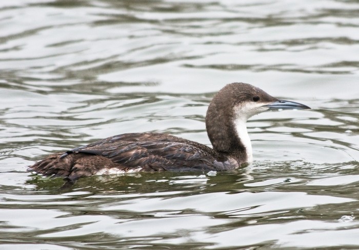 Black-throated Diver