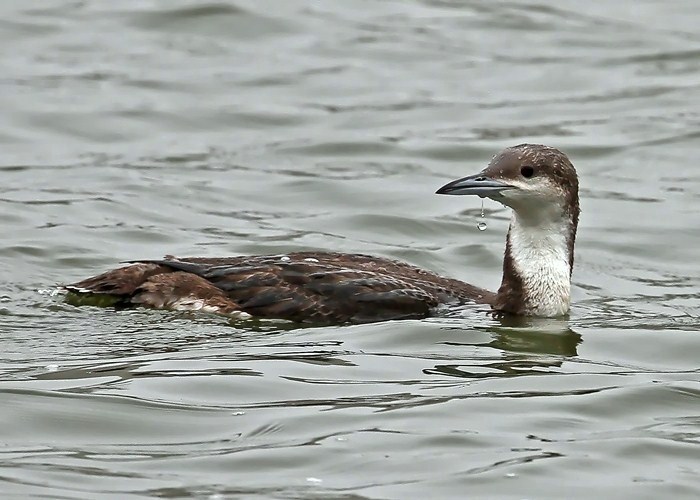 Black-throated Diver