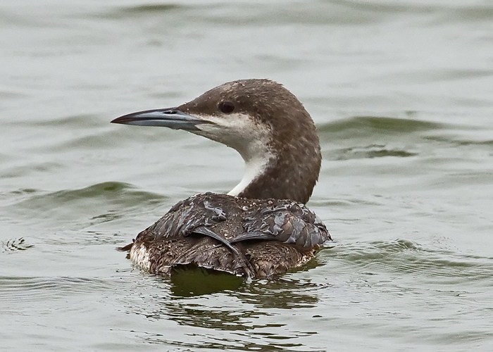 Black-throated Diver