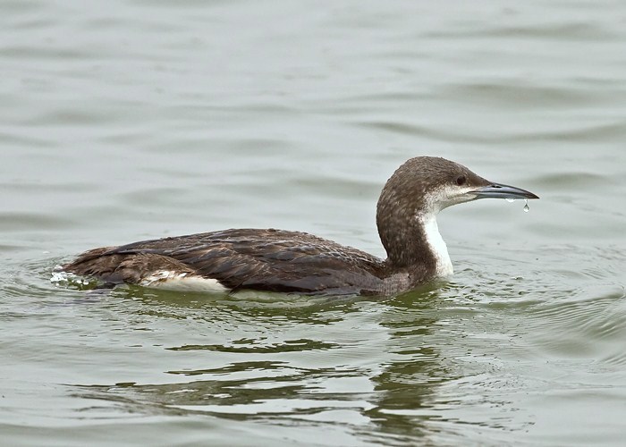 Black-throated Diver