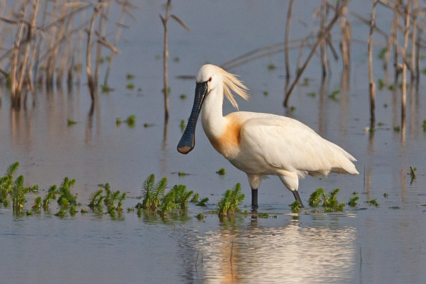 Spoonbill