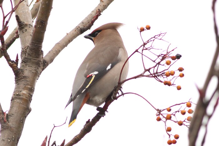 Waxwing
