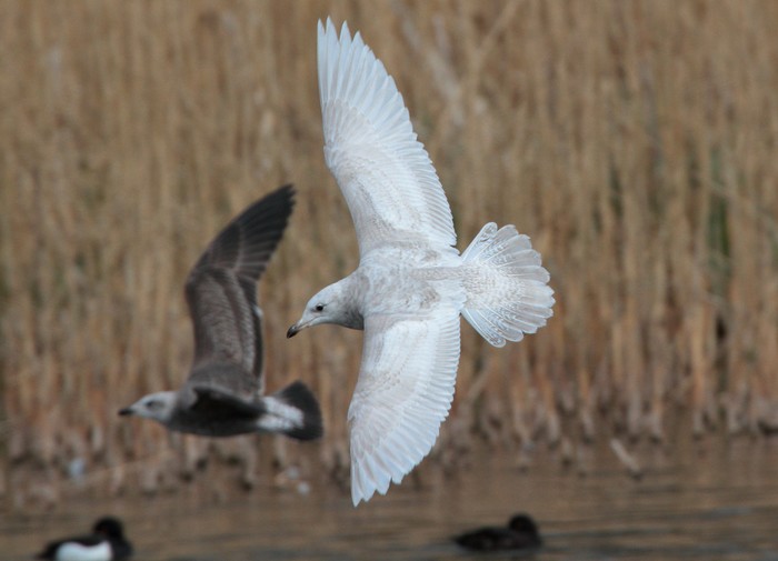 Iceland Gull