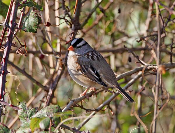 White-crowned Sparrow