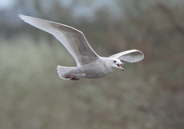 Iceland Gull