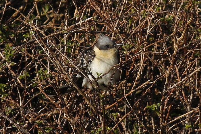 Great Spotted Cuckoo