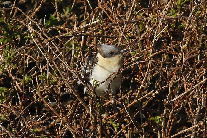 Great Spotted Cuckoo