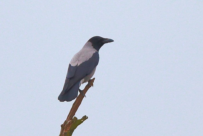 Hooded Crow