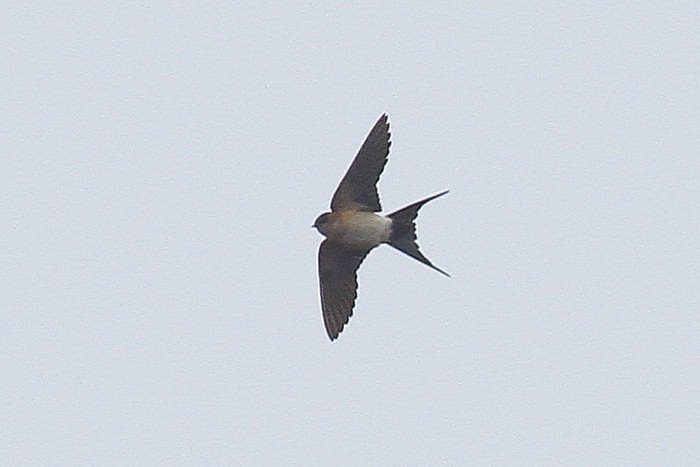 Red-rumped Swallow