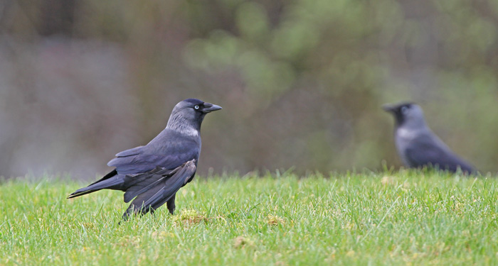 Nordic Jackdaw