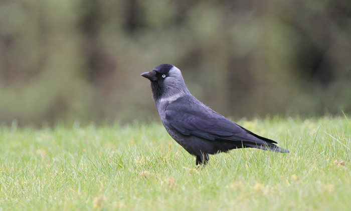 Nordic Jackdaw