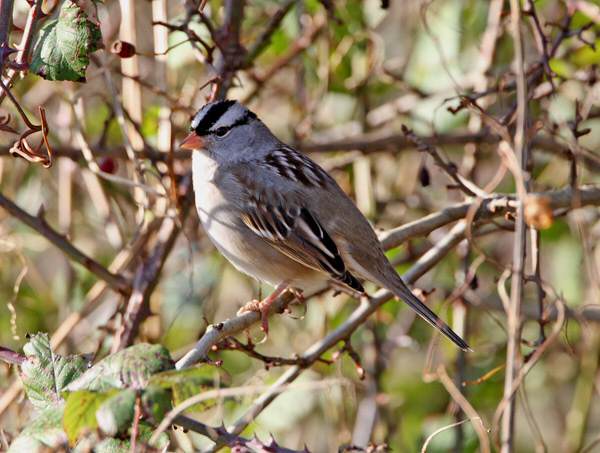 White-crowned Sparrow