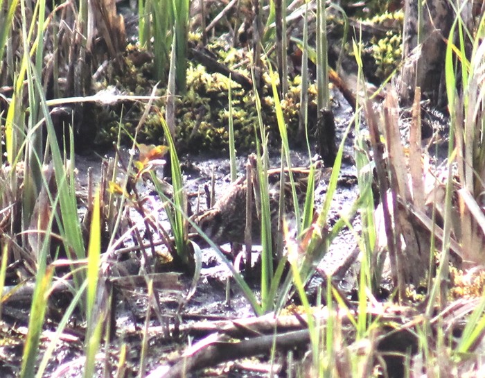 Jack Snipe