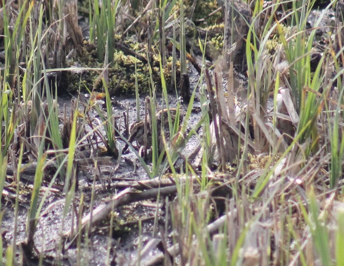 Jack Snipe