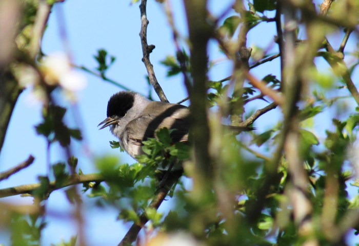 Blackcap