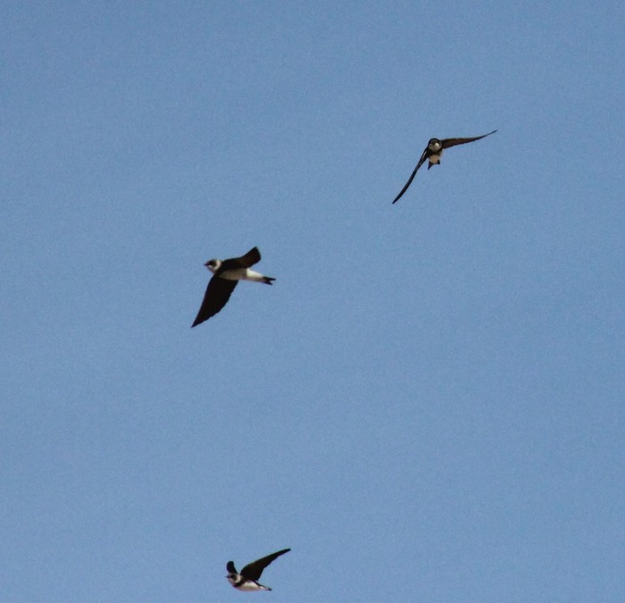Sand Martin