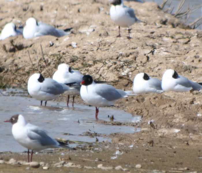 Mediterranean Gull