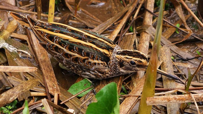Jack Snipe