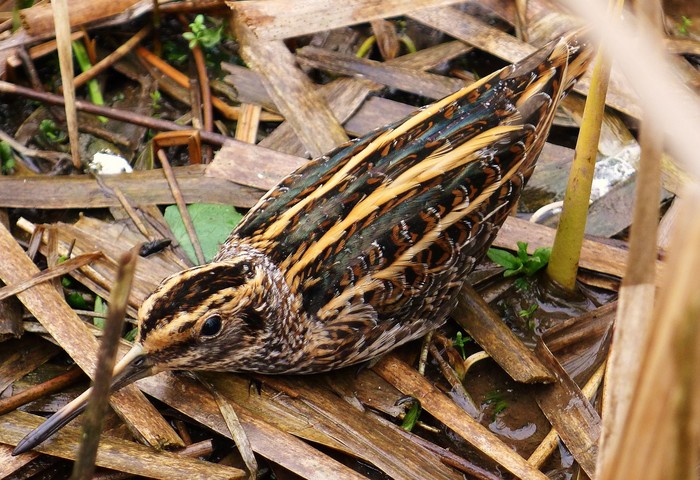 Jack Snipe