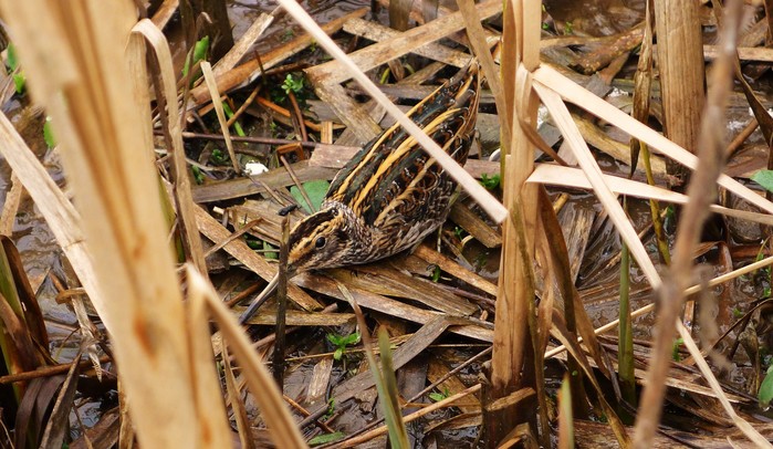 Jack Snipe