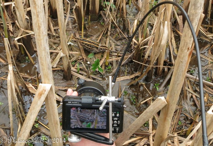 Jack Snipe