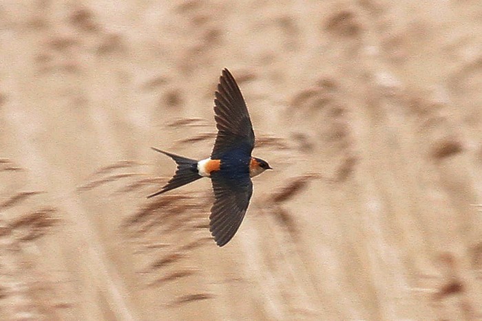 Red-rumped Swallow