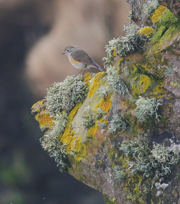 Red-flanked Bluetail