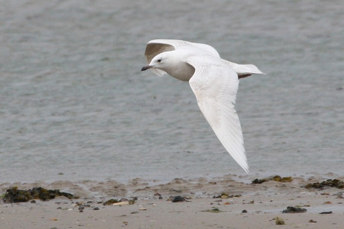 Iceland Gull