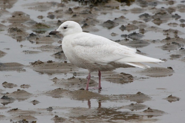 Iceland Gull